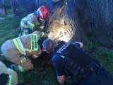 Zdjęcie kolorowe strażacy i policjant przy drzewie.