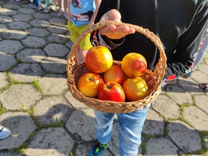 Zdjęcie kolorowe: jabłka w koszyczku