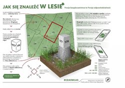Zdjęcie przedstawia: grzyby w trawie.